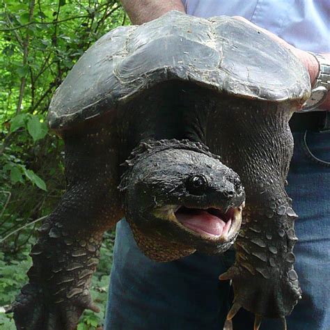 Snapping Turtle Bite 的图像结果