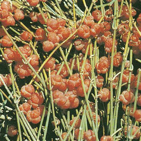 Meerträubel / Ephedra - Meerträubel / Meerträubchen – verschiedene ...