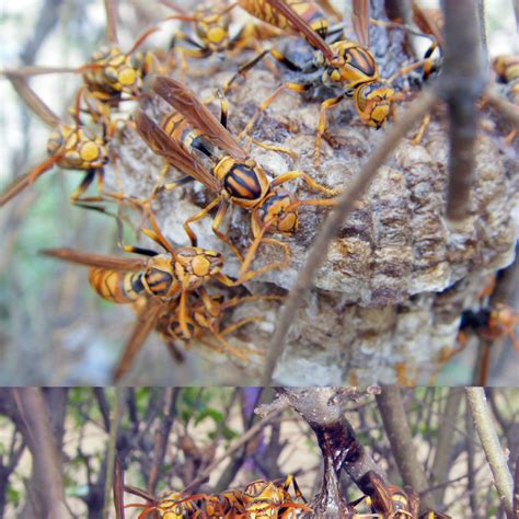 马蜂在家筑巢什么兆头 马蜂在家筑巢有什么预兆 - 天气网