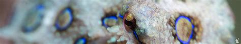 Image result for Lesser Blue-Ringed Octopus