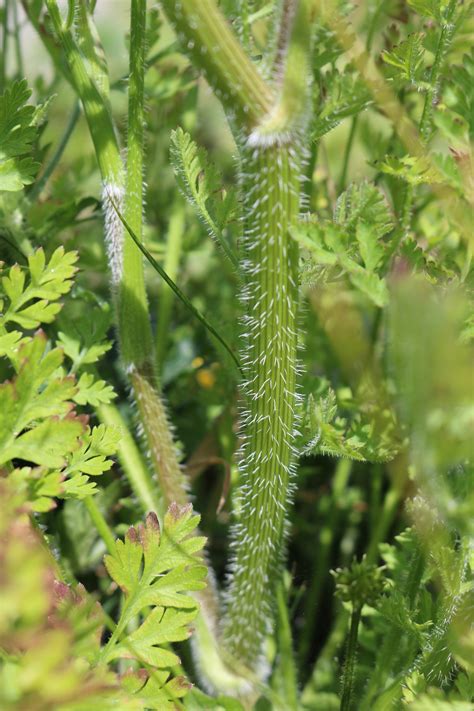 How to Tell the Difference Between Poison Hemlock and Queen Anne's Lace ...