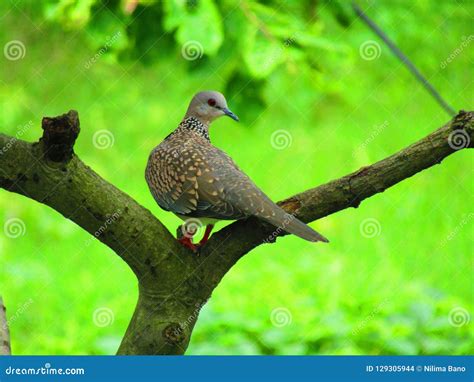 The Spotted Dove or Spilopelia Chinensis or Mountain Dove or Pearl ...