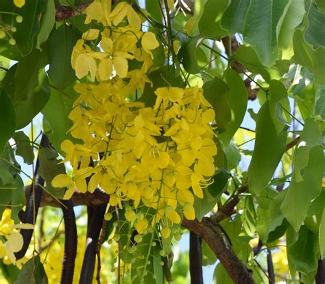Royal Paradise Garden Rare Cassia fistula (Golden Shower Tree ...