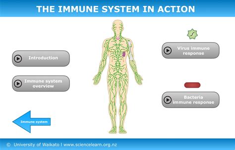 Image result for How Immunity Sytem Work Against Virus Downloadable