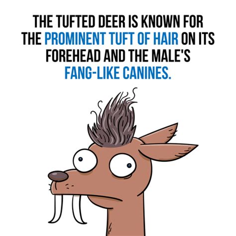 Image result for Deer Exploding