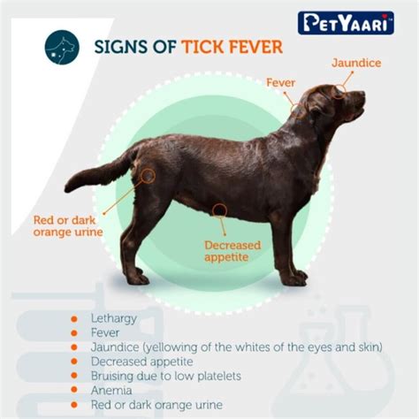 Dog With A Tick Symptoms