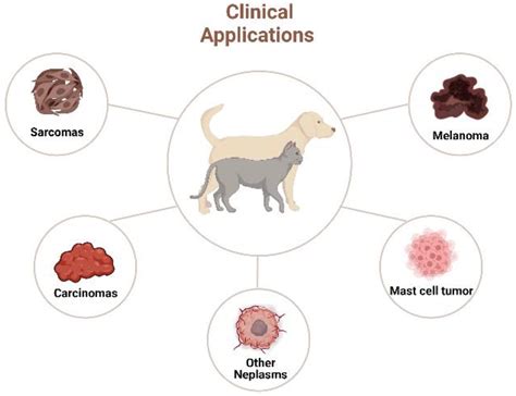 Basal Cell Tumor Dog