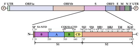 Porcine Epidemic Diarrhea Virus: An Updated Overview of Virus ...