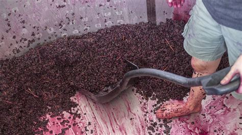 How Wine Is Made: From Grape to Glass - Beresan Wines