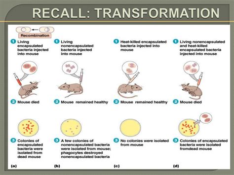 Image result for Mutation Bio
