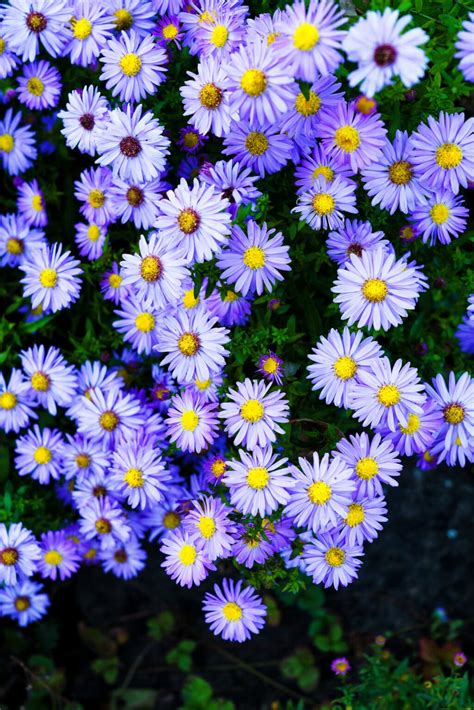 10 Colorful Perennials that Bloom in the Fall – NATALIE LINDA