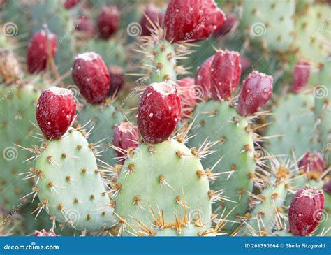 Prickly Pear Cactus Fruit Close Up Stock Photo - Image of juicy ...
