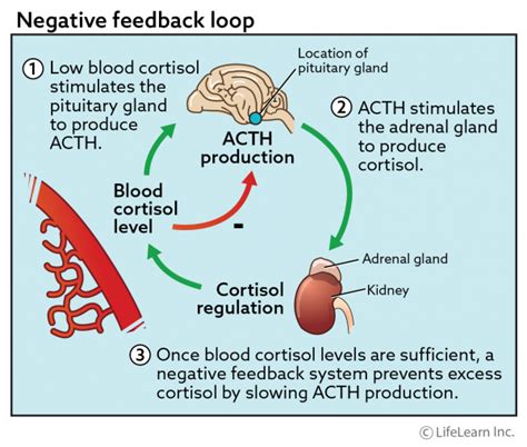 Image result for ACTH Testing