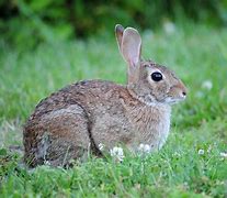 Image result for Cute Cottontail Rabbit