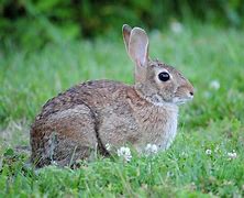 Image result for Baby Cottontail Bunny