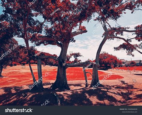 Image result for Integral Trees