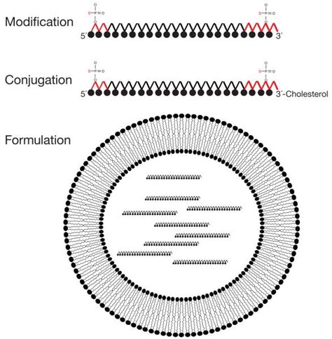 Image result for microRNA Design