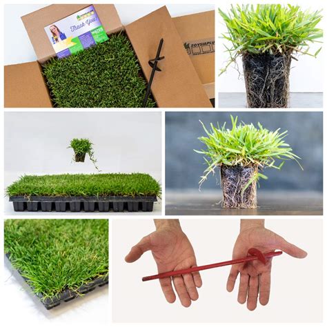 50 Zoysia Grass Plugs & Auger | Beginner's Pack: Buy Online in INDIA at ...