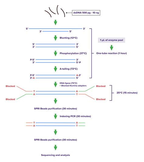 DNA Library Prep Protocol 的图像结果