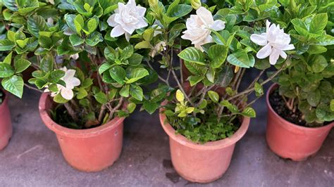 Gardenia Shrubs: Planting, Growing, and Pruning Gardenias