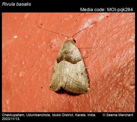 Rivula basalis | Moths
