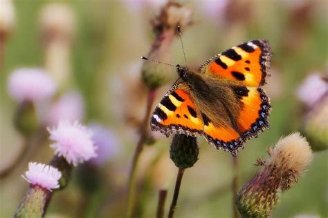 Image result for Simple Image of Butterfly Small Size