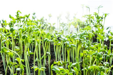 Fastest Growing Vegetables - 7 Vegetables To Grow & Harvest Fast