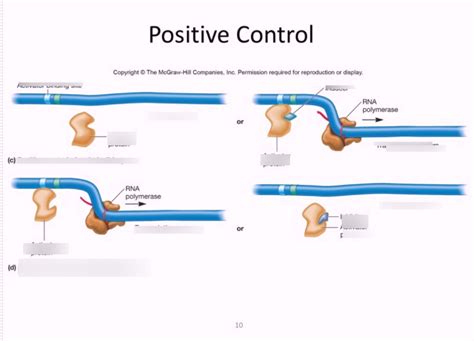 Positive Control Diagram | Quizlet