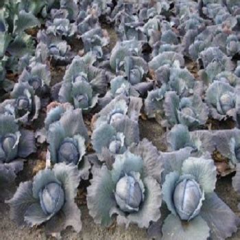 Primero Red Cabbage Seeds - Bejo | F1 Hybrid | Buy Online Now – Desikheti
