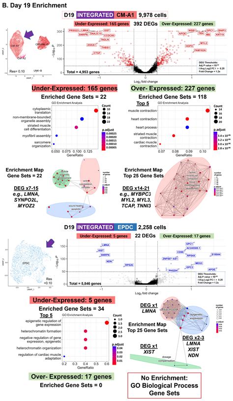 LMNA-Related Dilated Cardiomyopathy: Single-Cell Transcriptomics during Patient-Derived iPSC ...