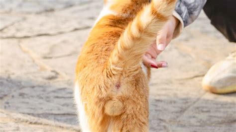 Testicle Memes - Worst Jokes Ever