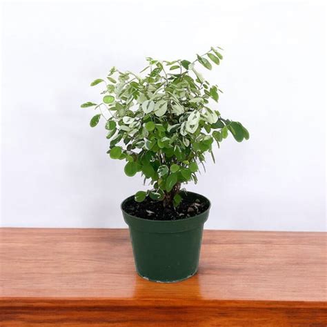 Buy Snow Bush Plant, Breynia Disticha online at best price