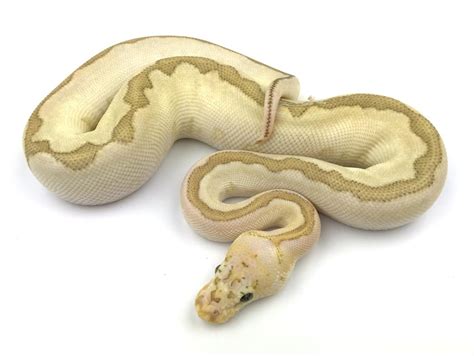 Image result for Super Bamboo Ball Python