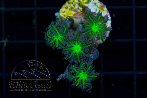 Clavularia Tricolor (WCC)(Filter)-WE1_250512_064