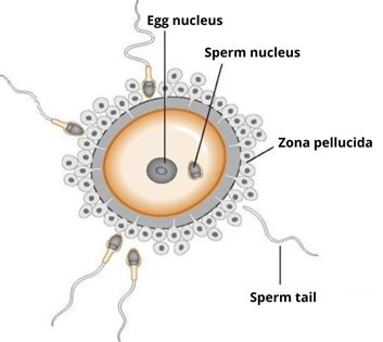 Fertilisation — lesson. Science CBSE, Class 8.