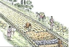 Roman Science 的图像结果