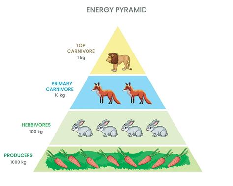 Image result for Energy Pyramid Examples