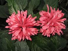 fiori tropicali fiori tropicali fiori tropicali fiori tropicali