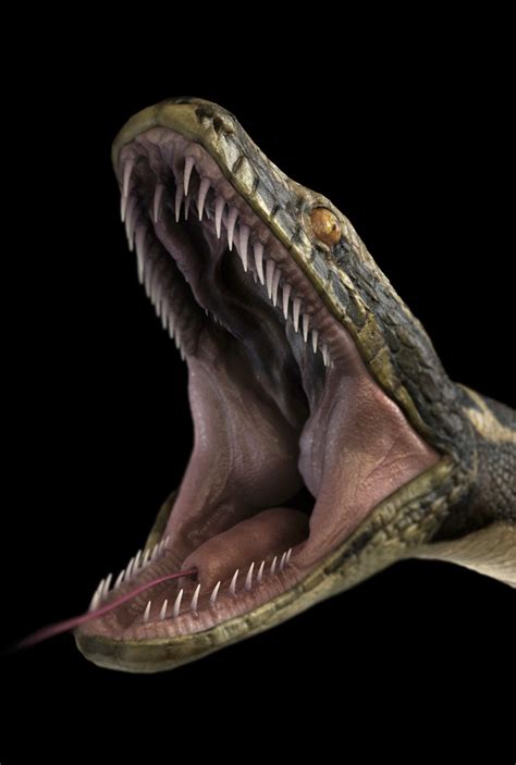 Image result for Python Snake in India