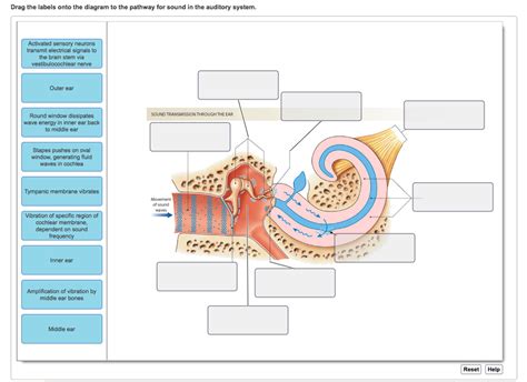 Process Models of the Auditory System 的图像结果