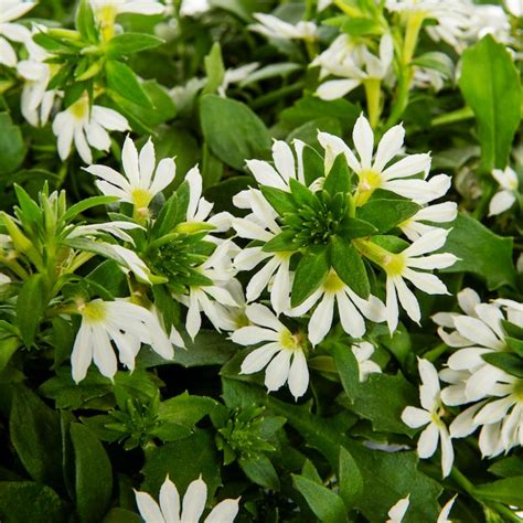 Lowe's Purple Fan flower, fairy fan flower, Scaevola in 1.56 Pint Tray ...