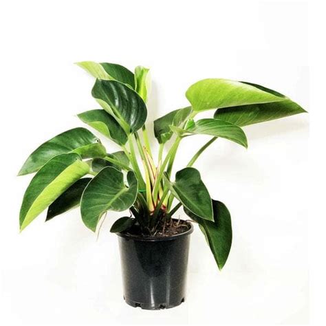 Buy Philodendron Congo, Philodendron Tatei - Plant online from ...