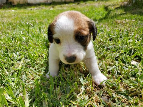 Image result for Mini Stumpy Jack Russell