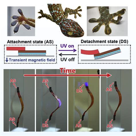 GeiwBot: Gecko- and Inchworm-Inspired Robot Can Climb Walls and ...