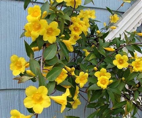 Did you know these 30 Different Types of Jasmine Plants ? | Nurserylive
