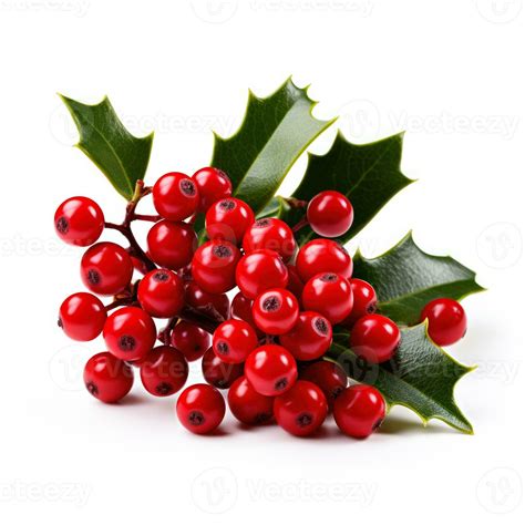 Festive Christmas tree holly berries isolated on white background ...