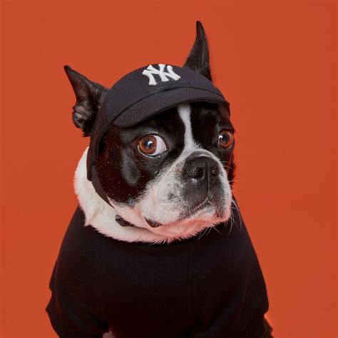 NY Dog Hat- New York Yankees Dog Baseball Hat / Cap – Black / Baseball ...