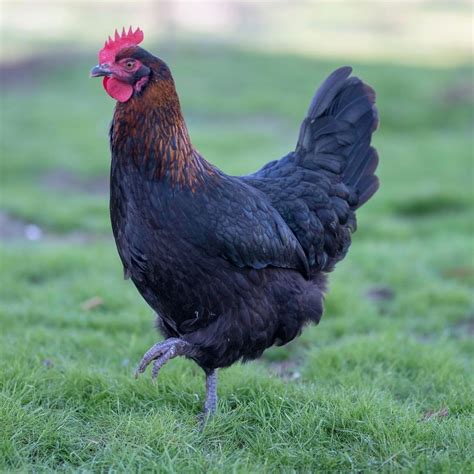 French Black Copper Marans (Alchemist Line) - Alchemist Farm