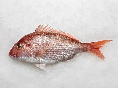 Image result for Clean Red Snapper