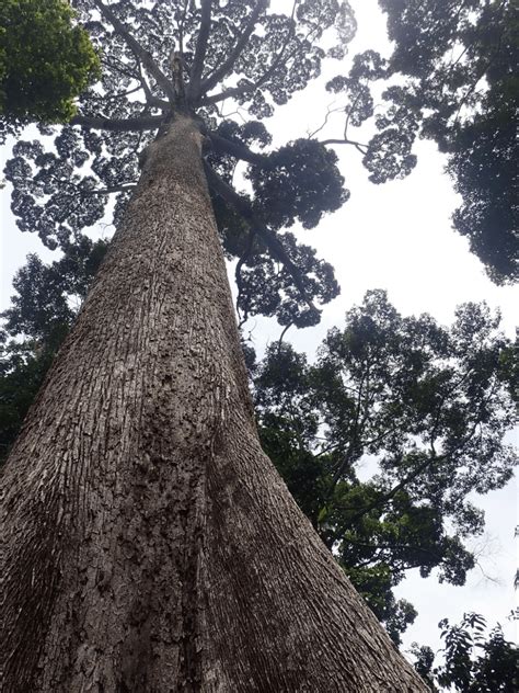 Tallest Native Tree 的图像结果